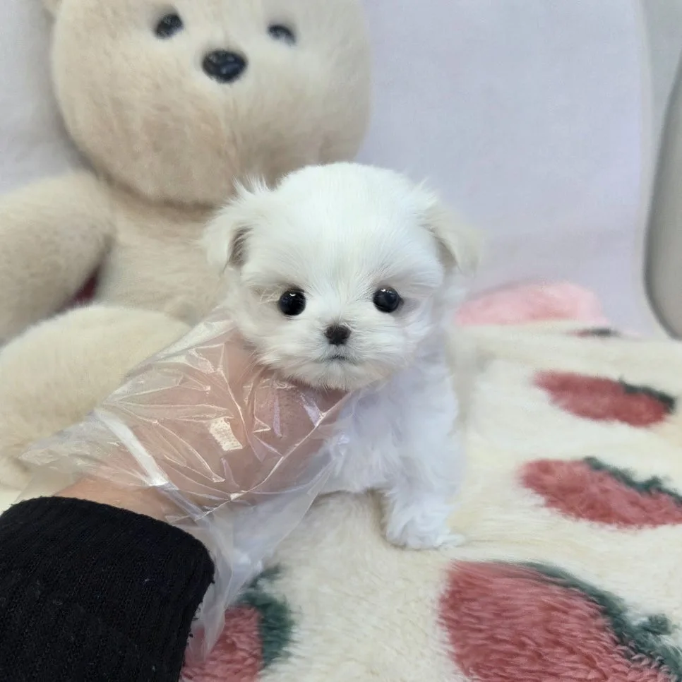 말티즈 분양 2026: 초보자를 위한 현실적인 선택 가이드