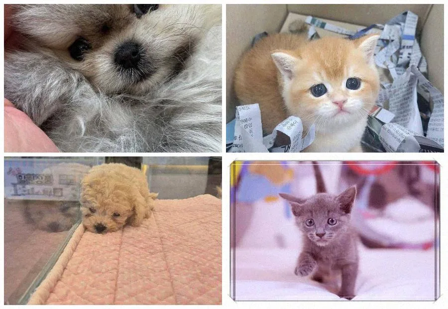 부산 강아지 분양 2026: 건강한 반려견 찾는 3가지 핵심 기준 2