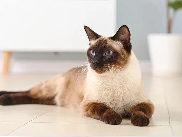 7개월 암컷 고양이 중성화, 왜 필요할까? 2026년 수술 가이드 2