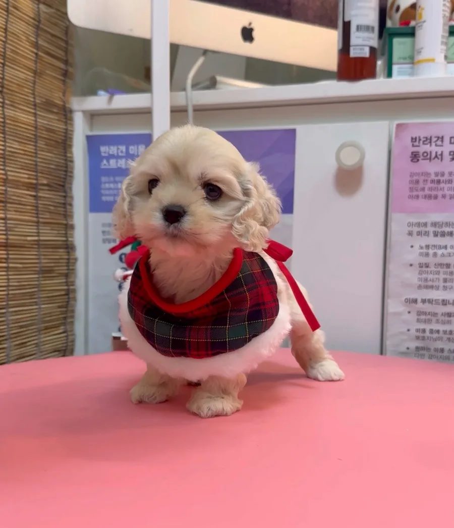코카스파니엘 분양 2026: 버프 컬러 '코니' 입양 가이드 2