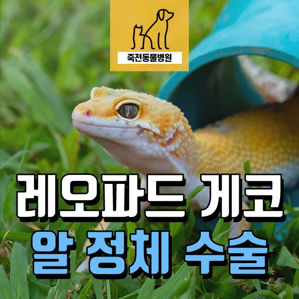 레오파드 게코 알 정체, 2026년 수술 성공 사례와 위험 신호 총정리 — 반려동물 — astarose
