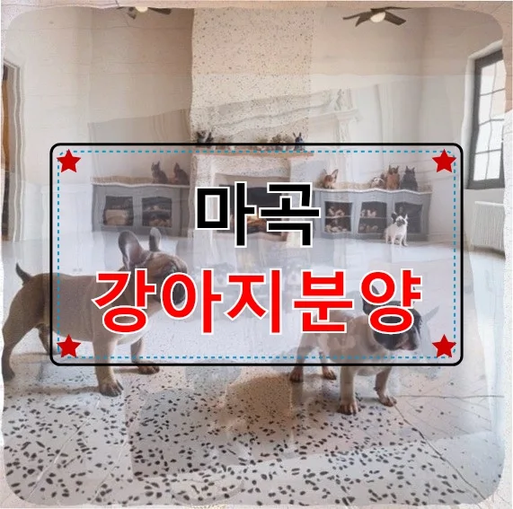 말티푸 입양 2026: 1인 가구 직장인, 외로움을 채운 반려견 후기