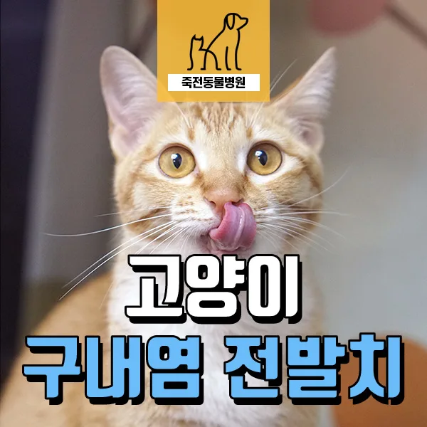 고양이 구내염 전발치 수술, 통증 완화 효과 2026년 최신 정보