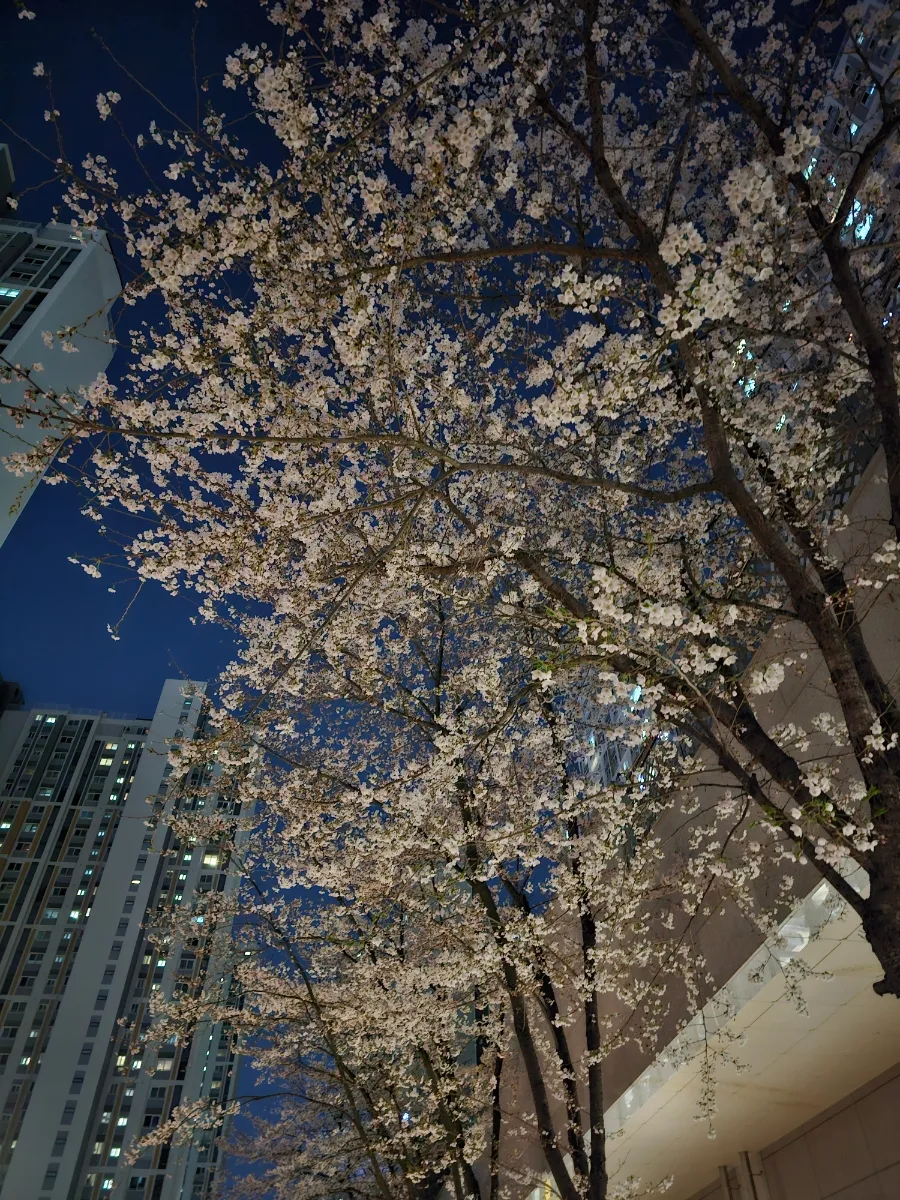 2026년 4월 일상 기록: 벚꽃, 여행, 그리고 소소한 행복 2