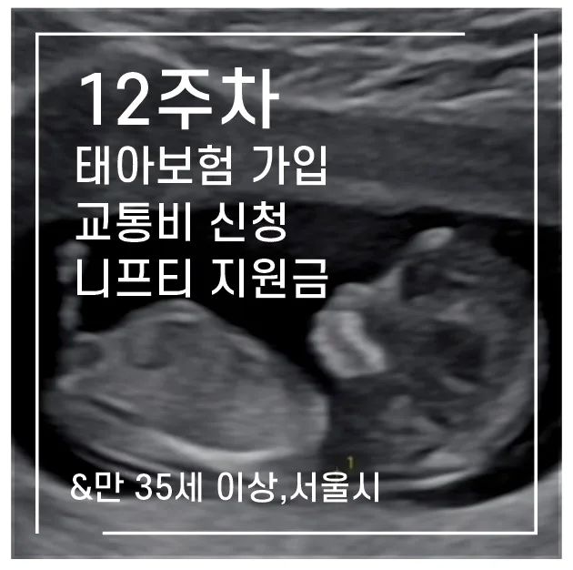임신 12주차 필수 체크리스트: 기형아 검사, 태아보험, 지원금 2026 — 육아·결혼 — 1991kate