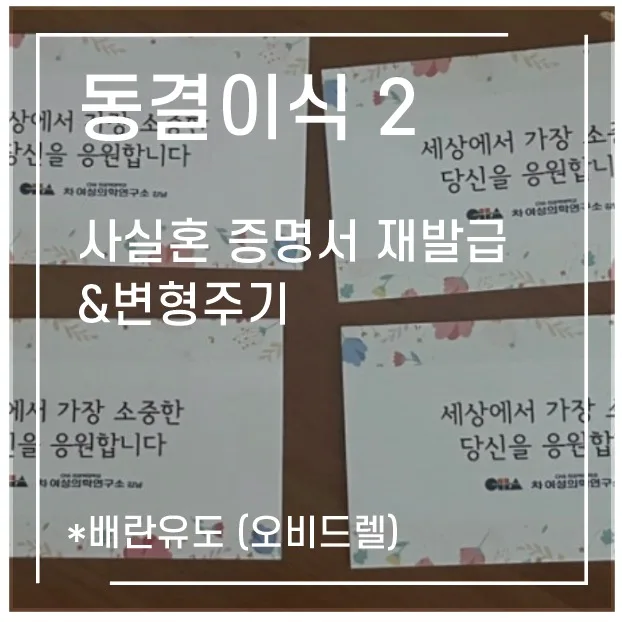 동결 2차 이식 성공률 높이는 법 2026: 변형주기 기록 — 건강·의학 — 1991kate 1