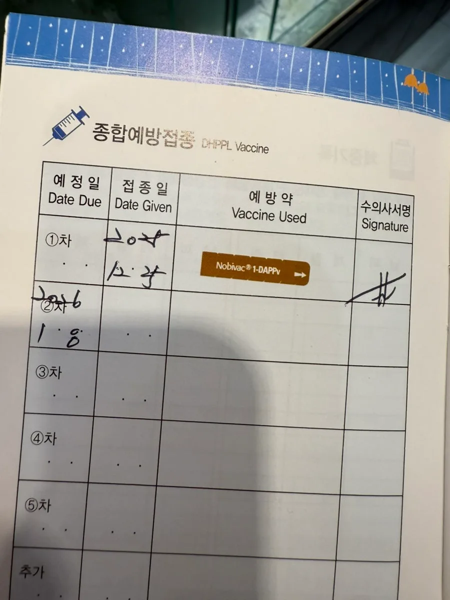 2026년 말티즈 분양가, 어떤 아이를 선택해야 할까? 2