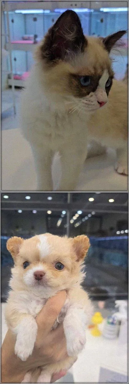 수원 강아지 분양 2026: 건강 기준 체크리스트와 맞춤 상담 완벽 가이드 2