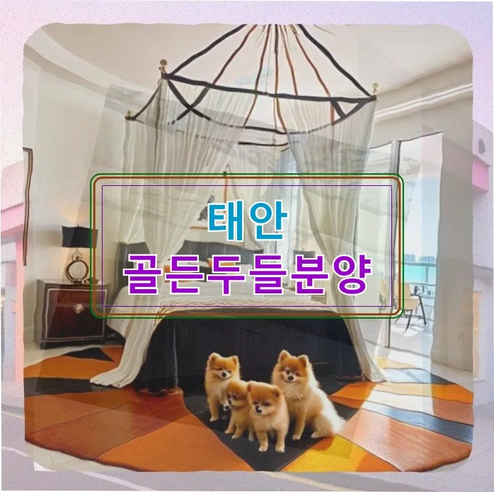 태안 골든두들 분양 2026: 아이와 함께할 반려견 선택 가이드
