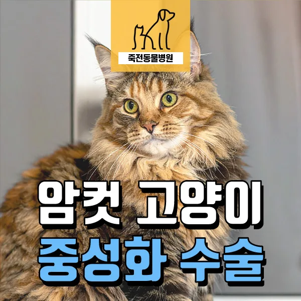 암컷 고양이 중성화 시기, 방법, 병원 선택 가이드 2026 — 반려동물 — astarose
