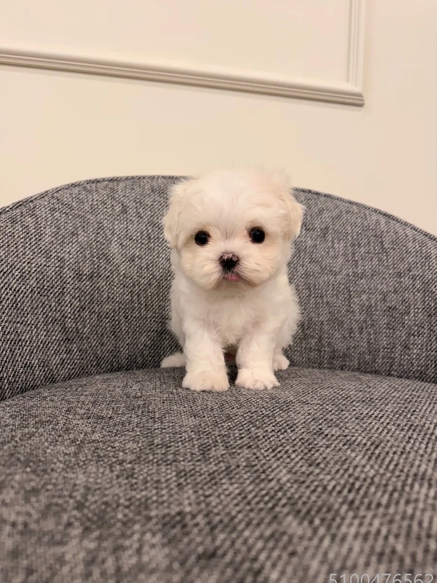 청주 강아지/고양이 분양 2026: 따숨펫에서 평생 가족 찾기 2