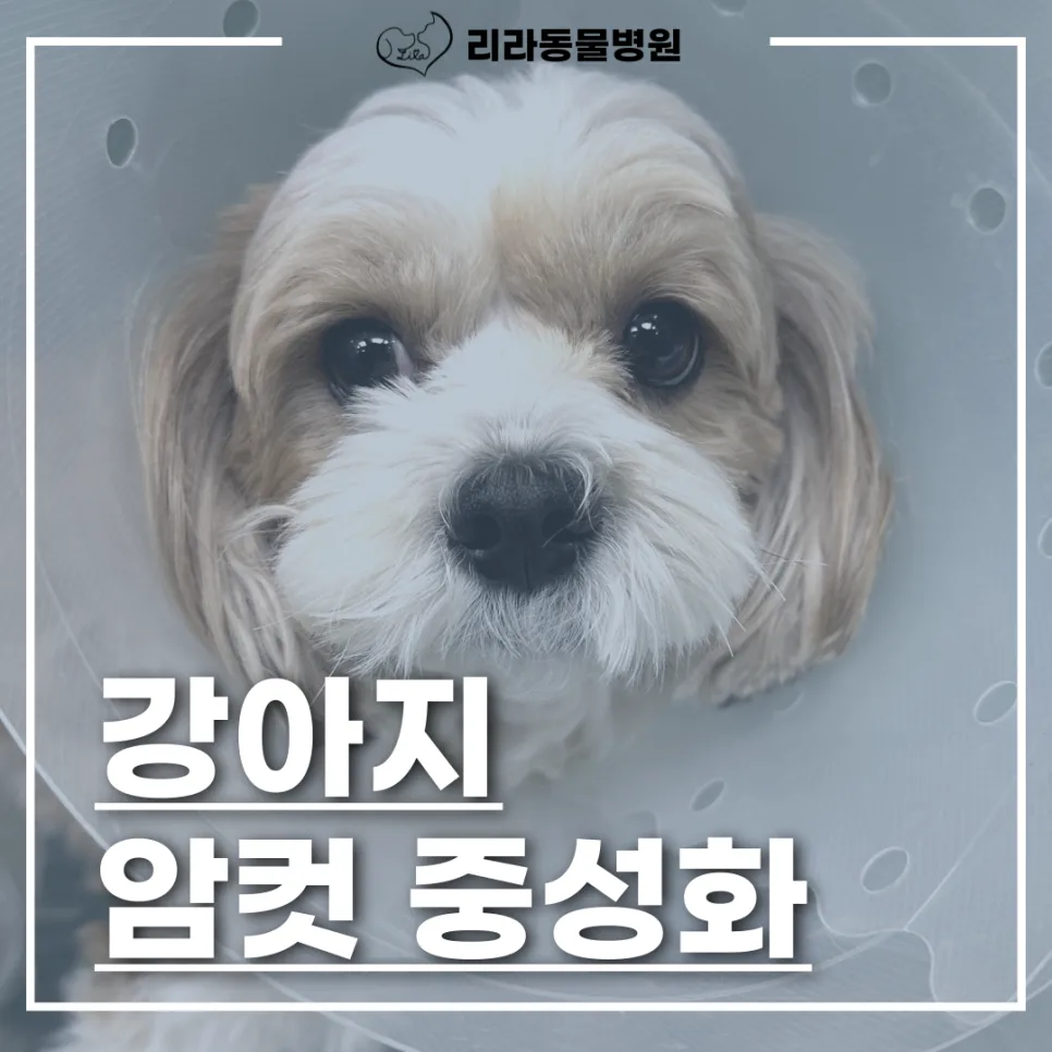 강아지 암컷 중성화 수술, 2026년 필수 정보 총정리