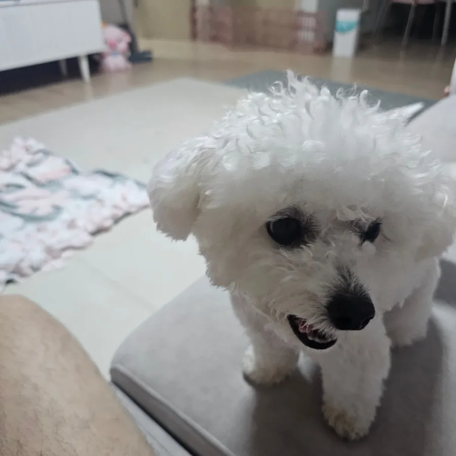 2026년 띠별 운세 총정리: 행운의 색상과 재물운 가이드 2