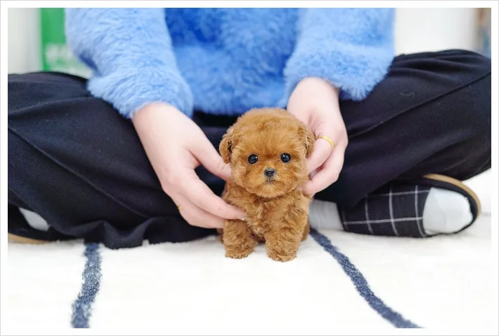 2026년 용인 푸들 분양, 유앤미펫에서 건강한 반려견 찾는 법