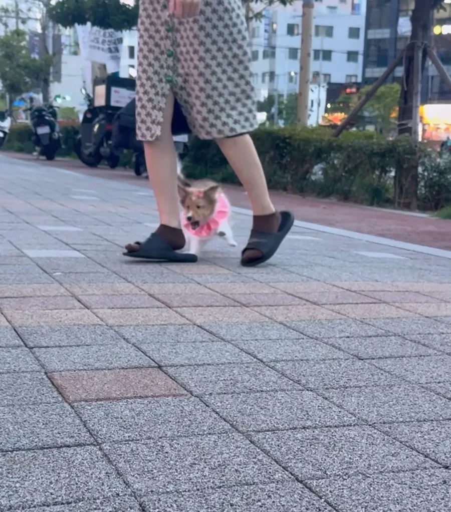 미니 셔틀랜드 쉽독 분양 2026: 초소형견 '미니쉘' 입양 조건 2