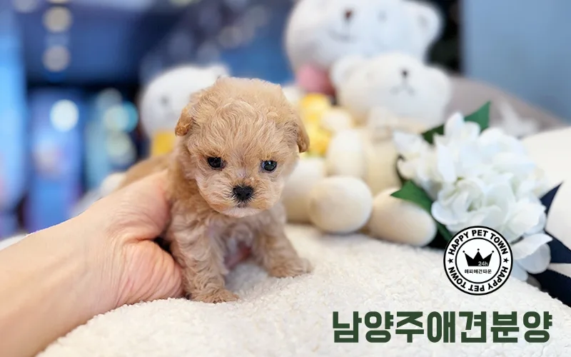 2026년 남양주 애견 분양: 견종별 특성 및 관리 완벽 가이드