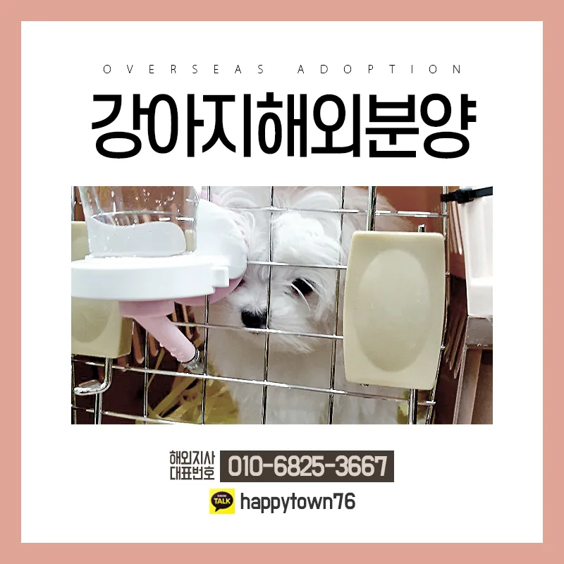 2026년 해외 강아지 입양, 안전한 절차와 준비사항 완벽 가이드 — 반려동물 — pyk6825