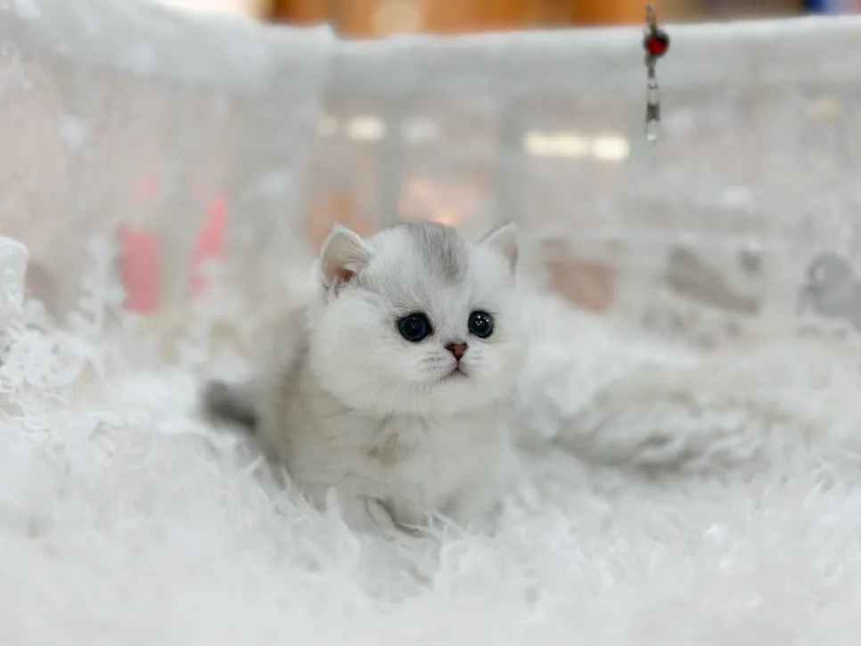 진해 먼치킨 고양이 분양, 건강한 아이 만나는 법 2026