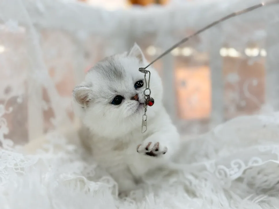 진해 먼치킨 고양이 분양, 건강한 아이 만나는 법 2026 2