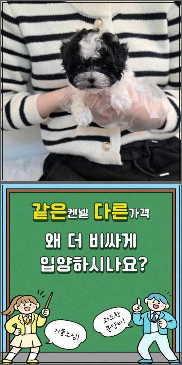 믿을 수 있는 애견 분양처 찾는 법과 2026년 강아지 장난감 선택 가이드 2