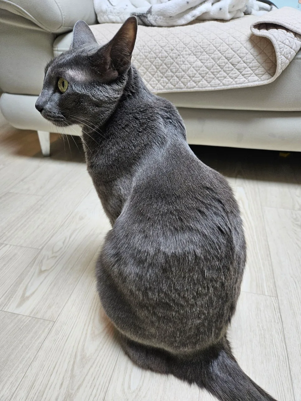 고양이 비듬 원인과 해결법 2026: 집에서 5분 홈케어 2