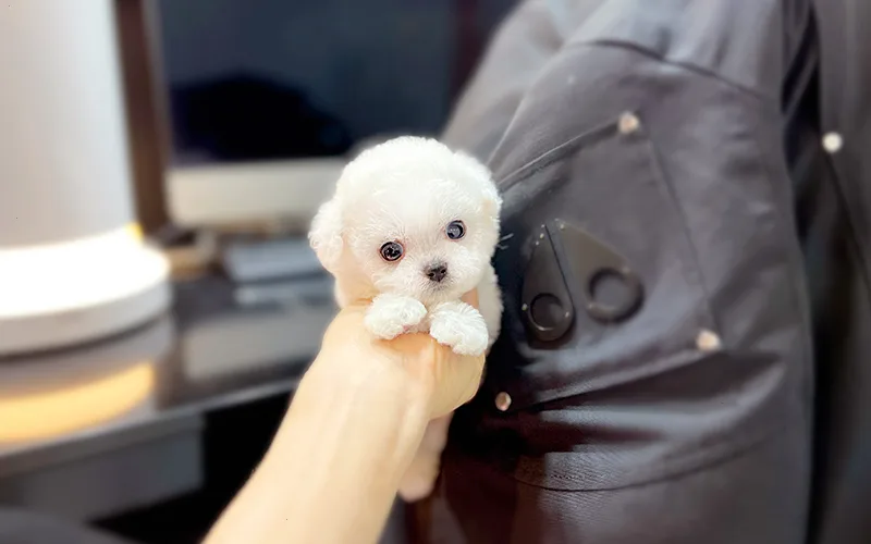 양평 강아지 분양, 건강한 반려견 만나는 3가지 기준 — 반려동물 — pyk6825