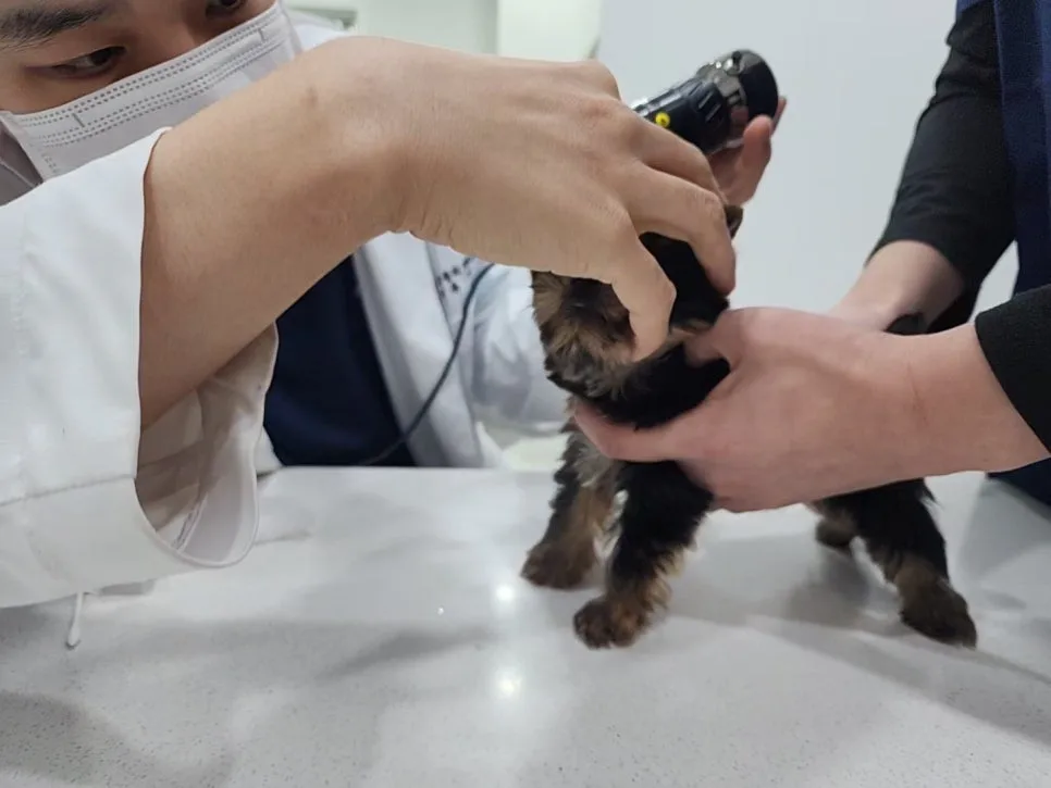 요크셔테리어 분양 2026: 건강한 반려견 찾는 3가지 핵심 체크리스트 2