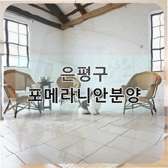 은평구 포메라니안 분양, 신중한 결정 과정과 입양 후기 2026