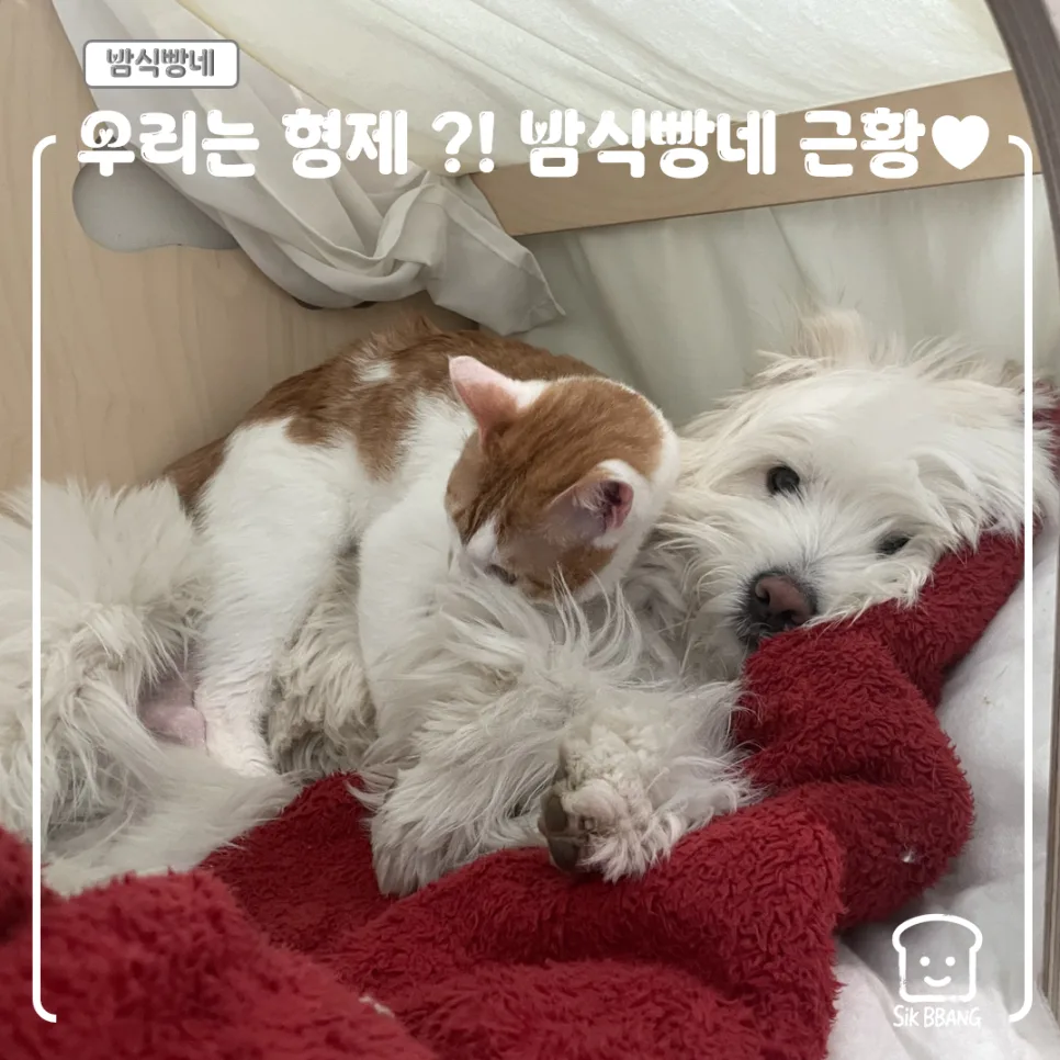 고양이 형제 근황 2026: 밤식빵네 댕냥이 합사 4개월 후기 2