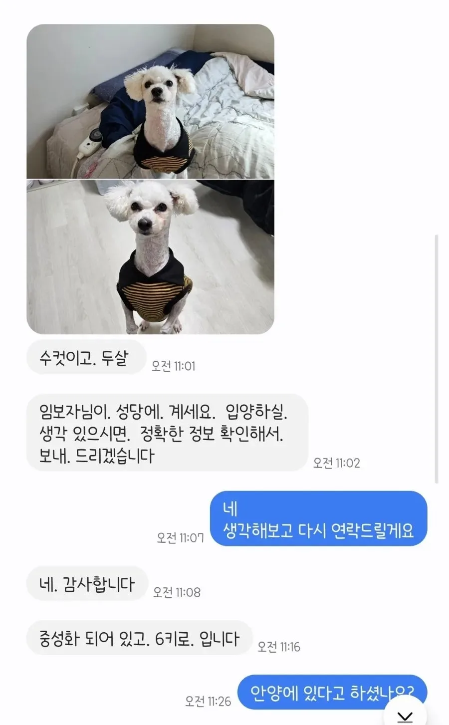 유기견 입양 후 병원비 50만원? 현실적인 고민과 해결책 2026 2