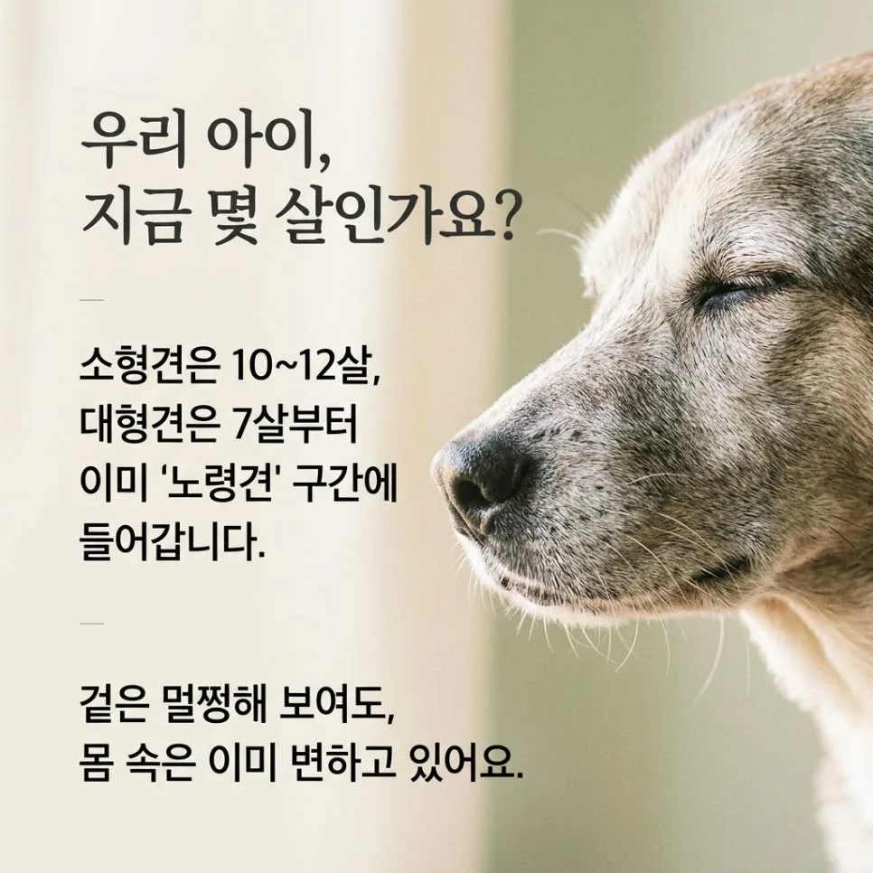 강아지 노령견 검진, 7살부터 필수인 이유와 비용 절약 팁 2026 2