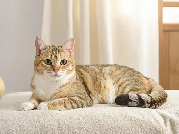 수컷 고양이 중성화 시기 및 넥카라 없는 회복 2026년 가이드 2