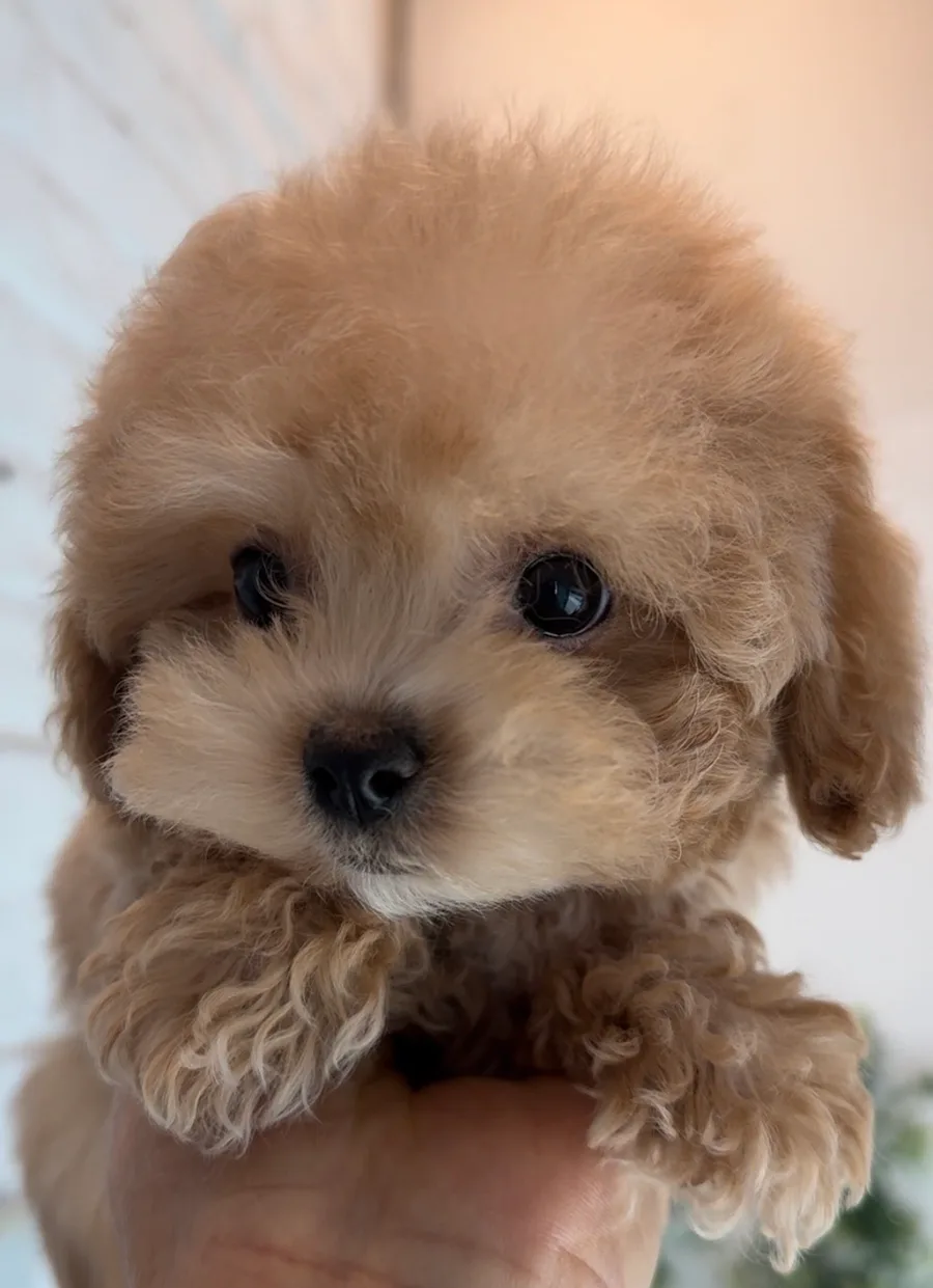 말티푸 분양 2026: 부산 부전동 귀염둥이 공주님 입양 가이드