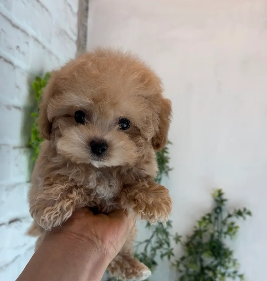 말티푸 분양 2026: 부산 부전동 귀염둥이 공주님 입양 가이드 2