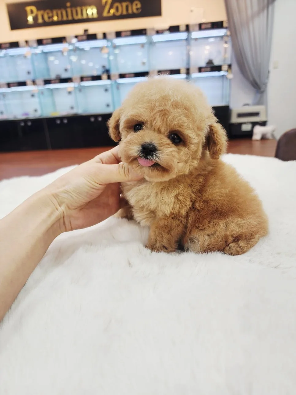 타이니푸들 분양 2026: 1kg 부모견 외동딸, 직접 확인한 건강 상태 2