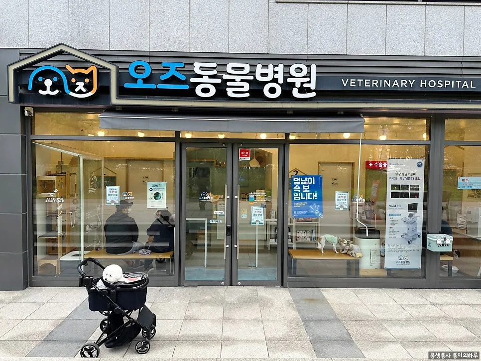 용인동물병원 2026년 건강검진 후기: 오즈동물병원 5살 퐁이 복부초음파 솔직 리뷰 2