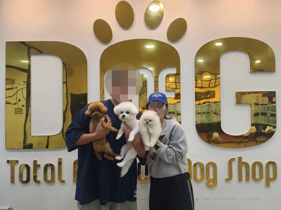 세종시 강아지 분양, 원독에서 크림 포메라니안 입양 후기 2026 2