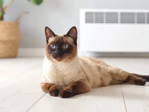 고양이 치아흡수병변 원인과 증상, 치료법 2026년 총정리 2