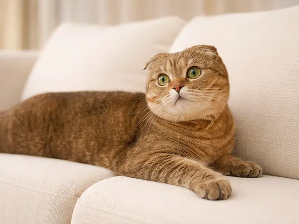 고양이 중성화 넥카라 없이 회복하는 법 2026 2