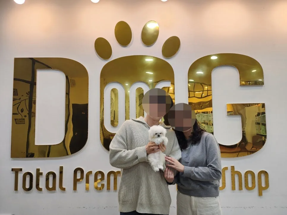 세종시 미니비숑 분양 후기: 원독 입양 성공 사례 2026 2