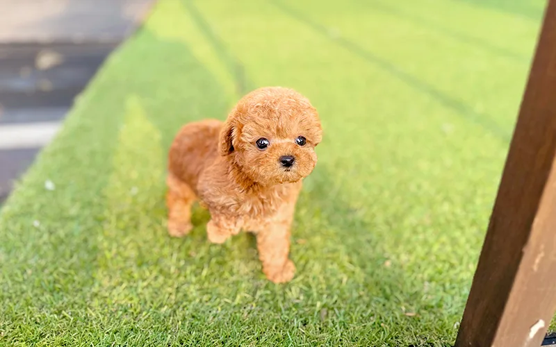 역삼 강아지 분양 후기: 건강한 반려견 만나는 법