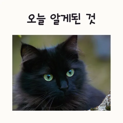 AI 영상 제작 2026: 제미나이 vs 챗GPT 플러스 비교 및 활용법 — IT·테크 — frostnara