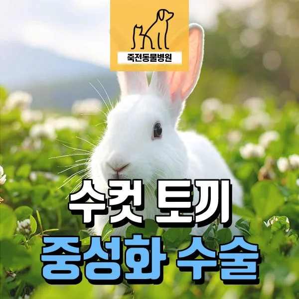 2026년 수컷 토끼 중성화, 무봉합 방식으로 넥카라 없이 회복하는 법 — 반려동물 — astarose