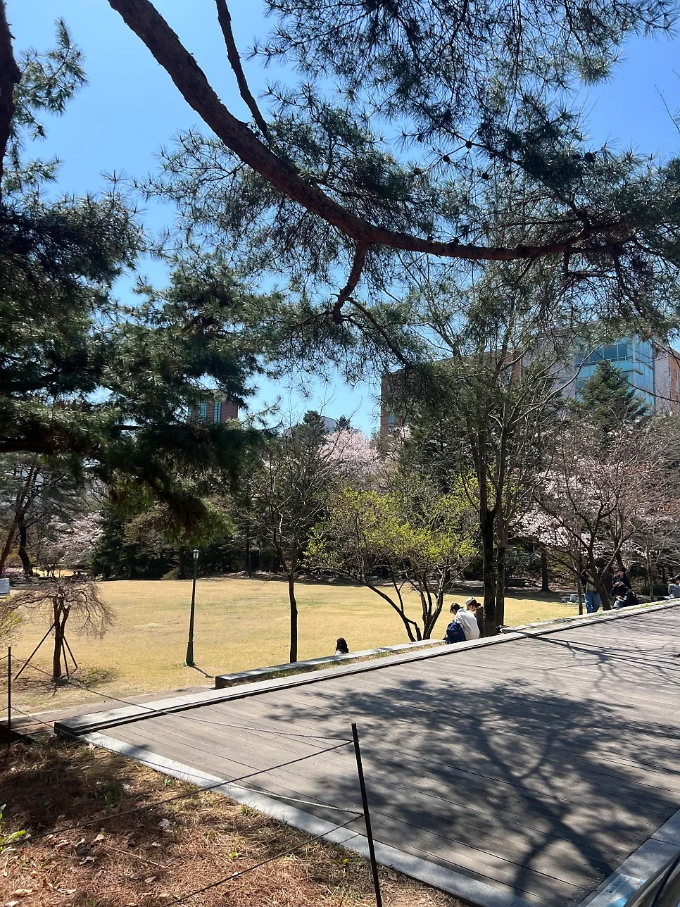 서울여대 벚꽃 명소 & 둘레길 완벽 즐기기 2026 2