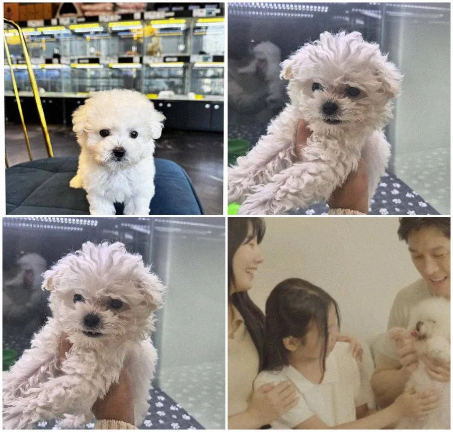 서울 강아지 분양, 교감으로 기쁨 찾는 법 2026 (초보 가이드) 2