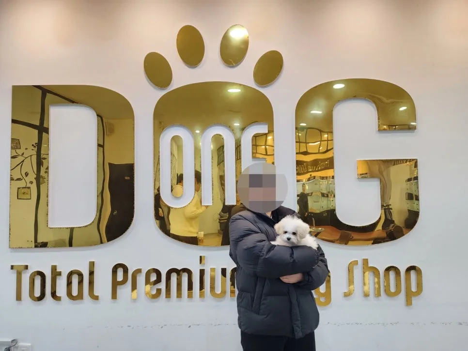 고3 말티푸 입양 결정 2026: 애견 사업 꿈나무의 선택 2