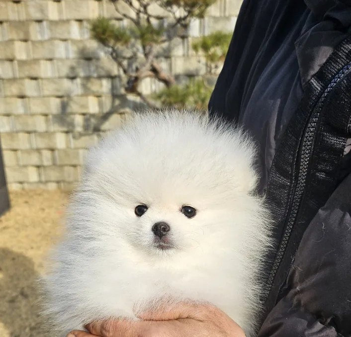 화이트 포메라니안 분양 2026: 건강한 가정견 입양 가이드