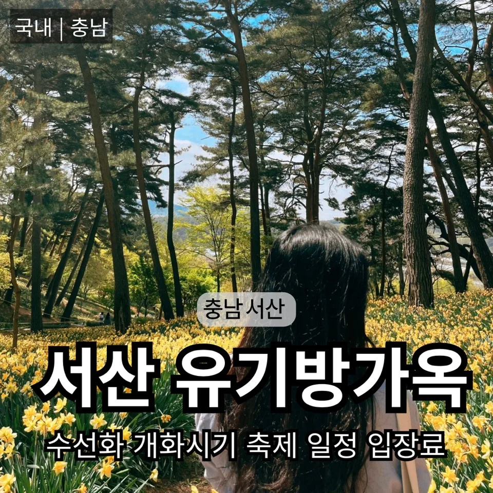 서산 유기방가옥 수선화 개화 시기 2026년 최신 정보 — 한국여행 — bon_etoile