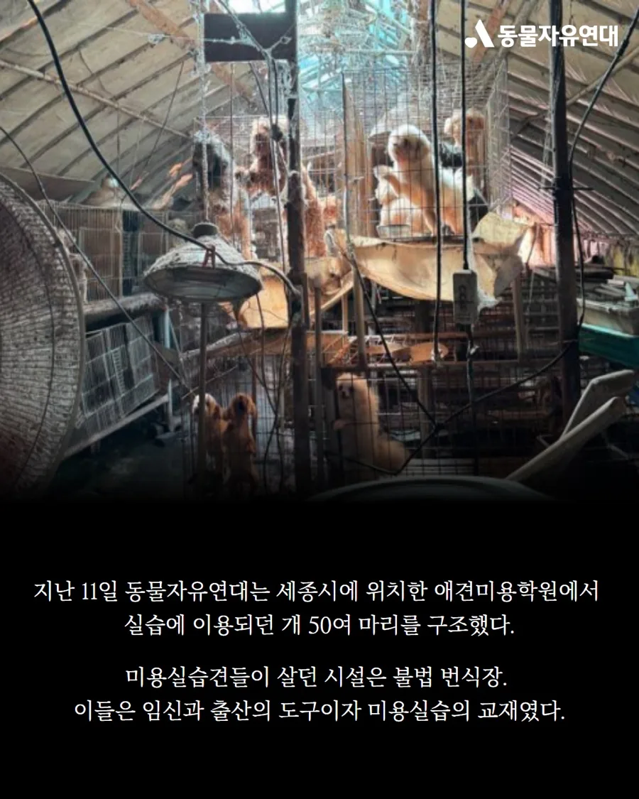 동물 학대 실태 2026: 짖지 못하는 개 '피스' 사건 총정리 2