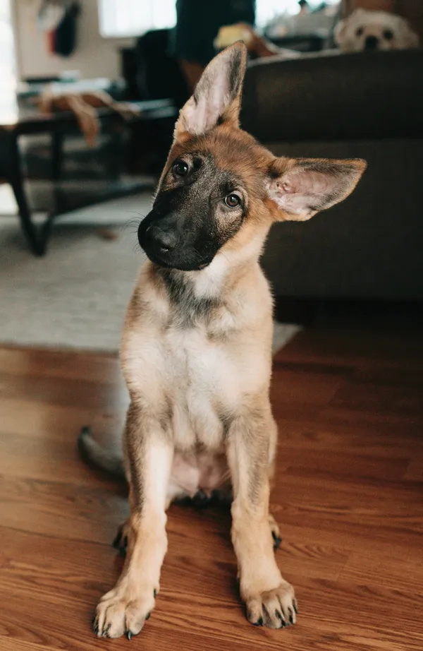 Puppy Socialization Guide 2026: Essential Steps for a Well-Behaved Dog 3